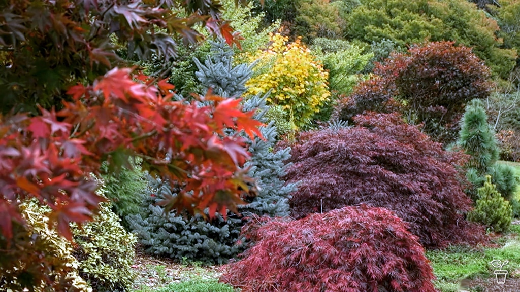 Red and orange autumn shrubs in a large garden.
