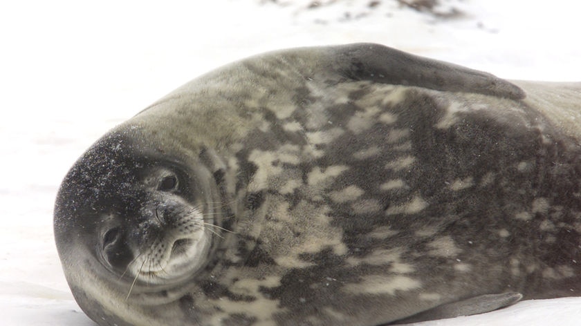 A Weddell seal lies on the ice in Antarctica