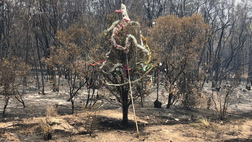 a roadside pine tree decorated with tinsel surrounded by burnt bush