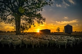 A yard of sheep at sunset