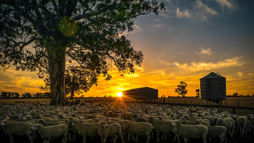 A yard of sheep at sunset