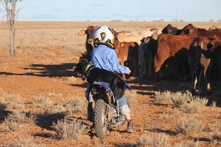 Small boy on motorbike with dog rounding up cattle on a west Queensland property.