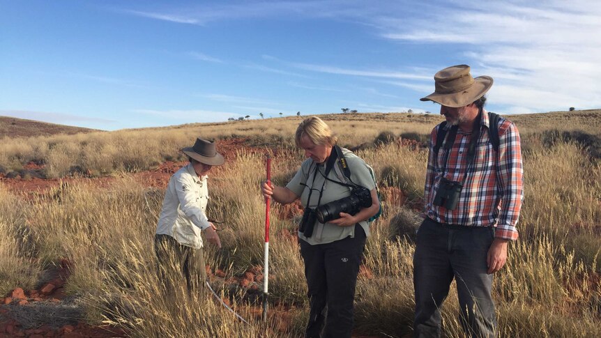 Three people stand among a rolling hill covered in spinifex grass, one is holding a measuring stick to the grass and camera.