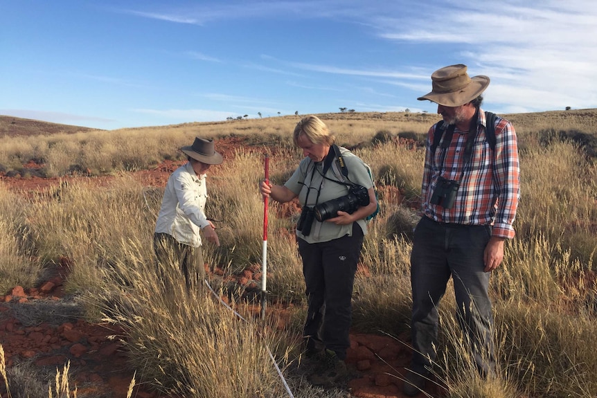 Three people stand among a rolling hill covered in spinifex grass, one is holding a measuring stick to the grass and camera.