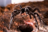 A close-up of a funnel-web spider with venom dripping from its fangs.