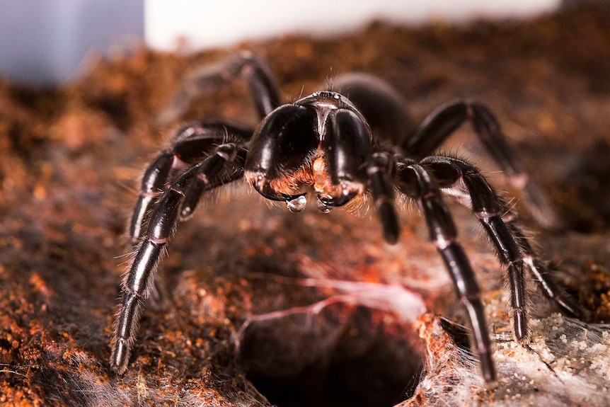 漏斗网蜘蛛是澳大利亚最毒的蜘蛛。
