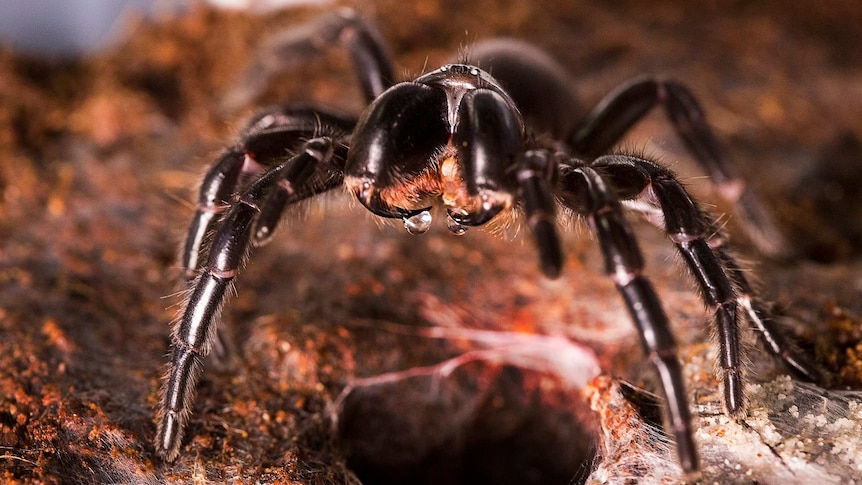 A close-up of a funnel-web spider with venom dripping from its fangs.