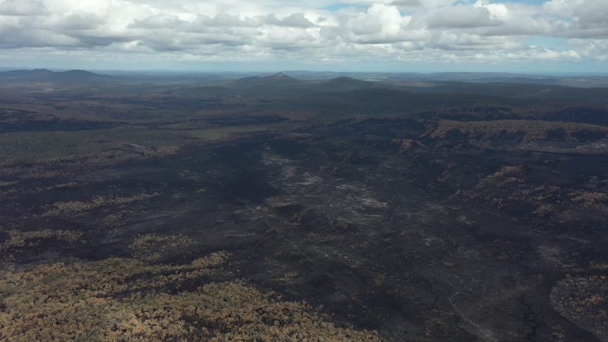 Drone shot of burnt, black forest