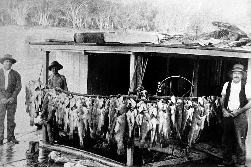 Black and white image of men with rows of Murray cod hanging on boat
