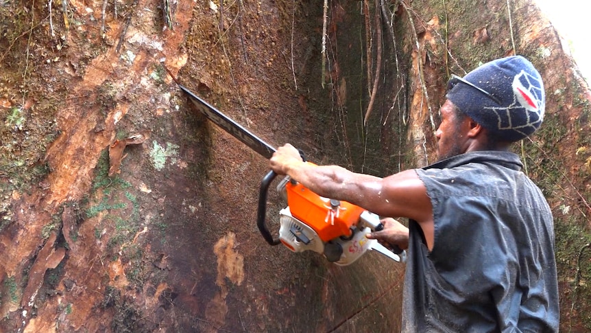 A man cuts into the large trunk of a tree with a chainsaw.
