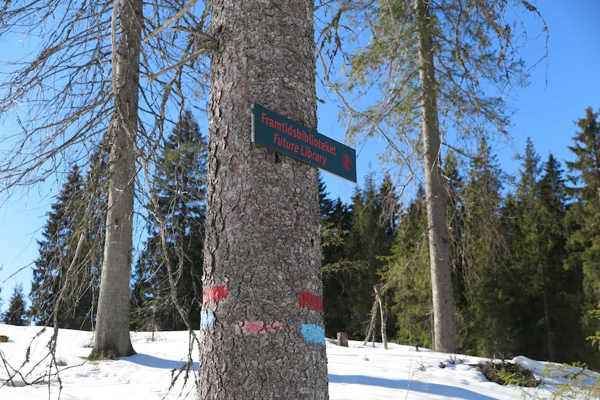 A spruce tree in a forest in the snow with a sign fixed to it saying Future Library.