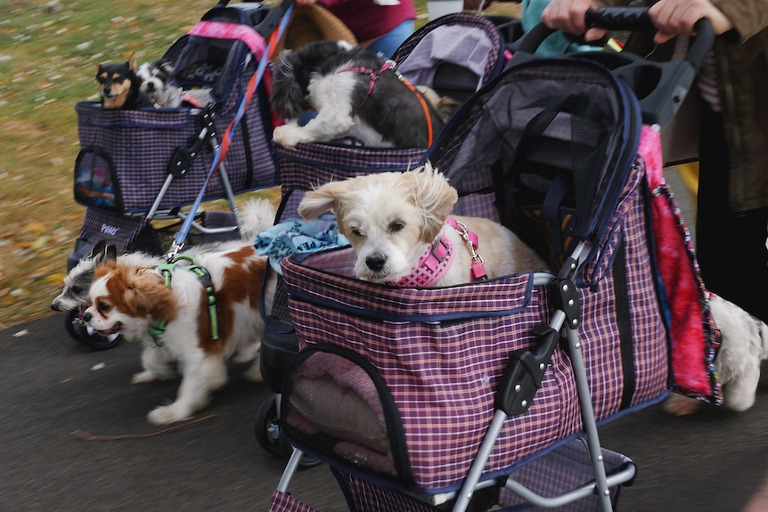 A bunch of different dog breeds rolling along in  three prams, side by side.