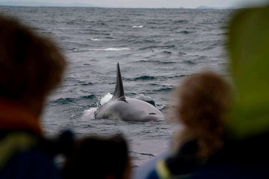 Whale watchers on a boat, watching a killer whale.