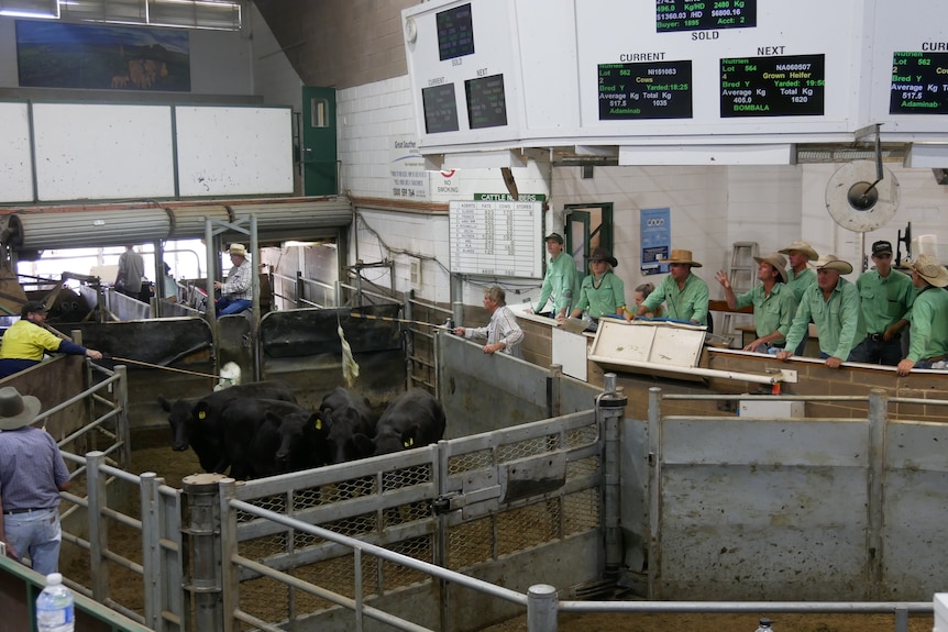 A group of men in green shorts overlook a pen of black angus cattle