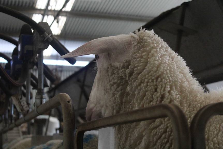 A ewe looks towards a milking platform.