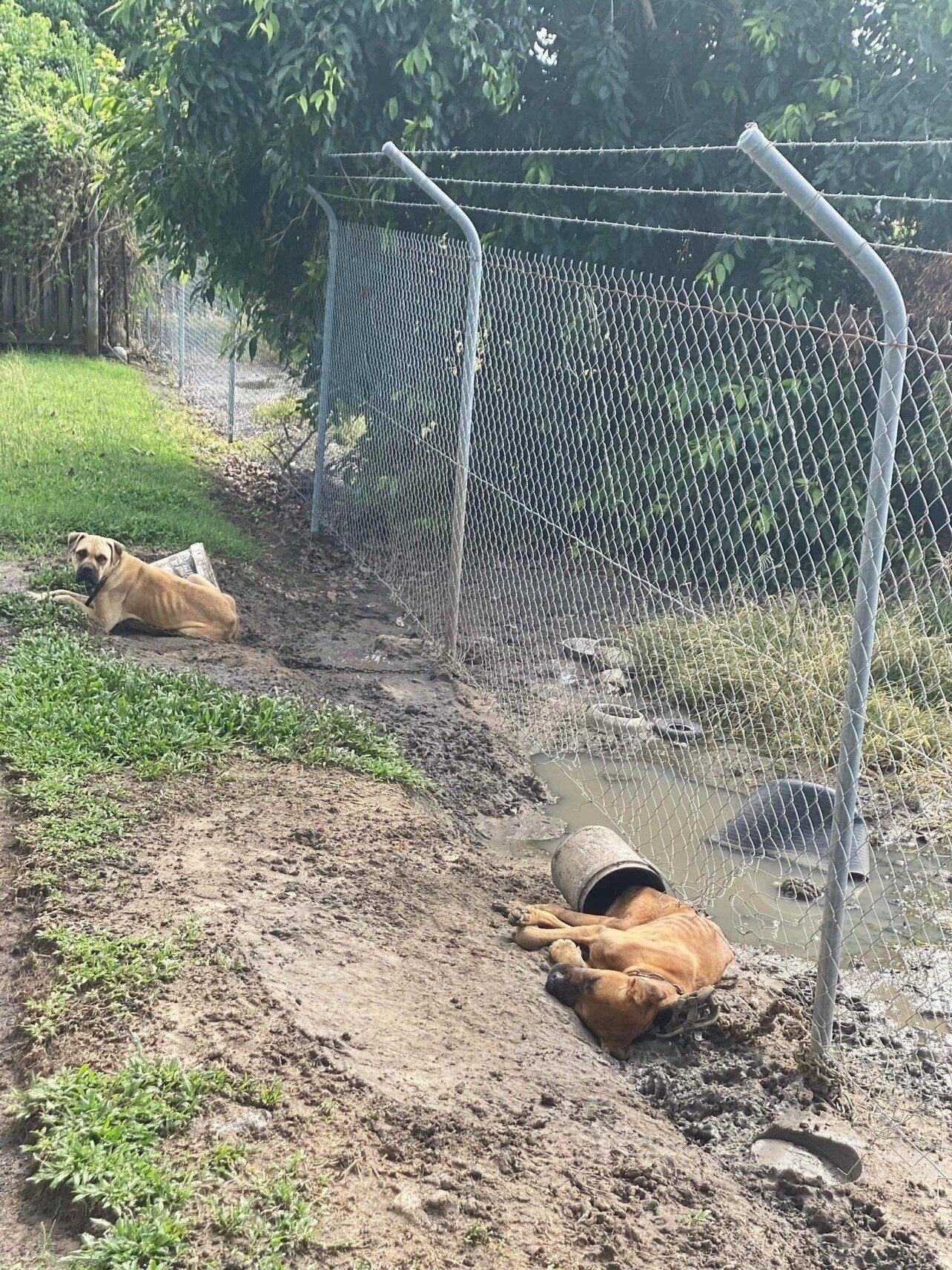 RSCPA Queensland investigates Mackay dog neglect after Facebook post