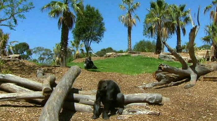 The enclosure is designed to house up to six male gorillas.