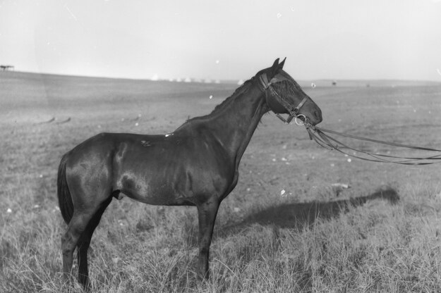 A horse stands in a paddock
