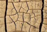 Cracked muddy earth with small green shoots emerging from the ground