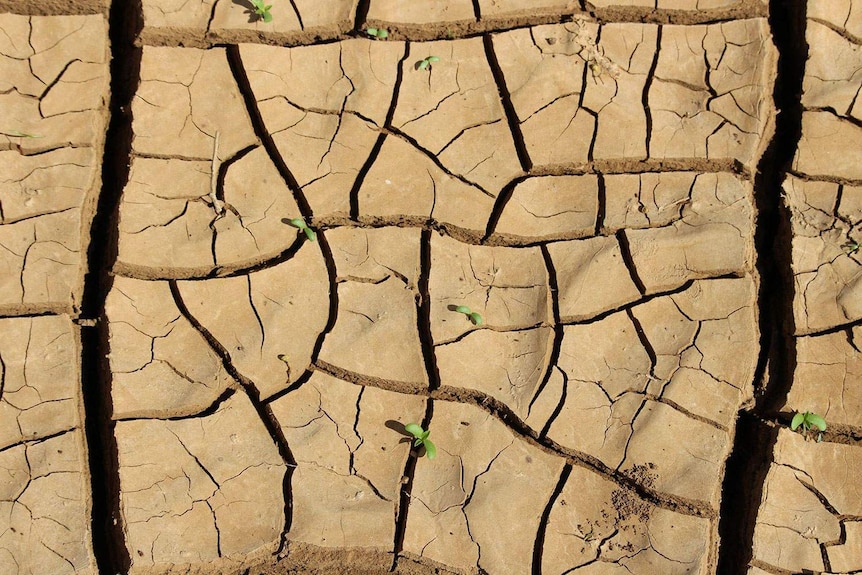 Cracked muddy earth with small green shoots emerging from the ground