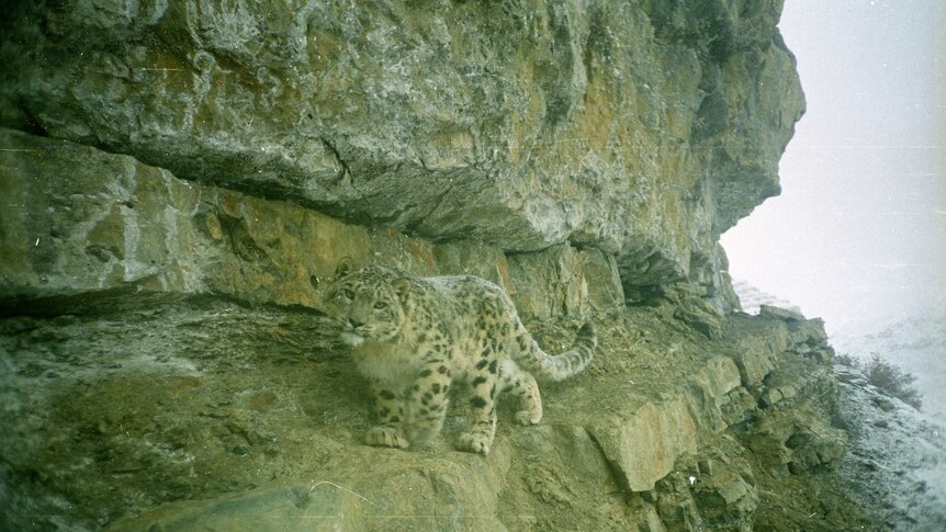A snow leopard photo taken by a camera traps set up by researcher Rishi Kumar in the Himalayas of India.