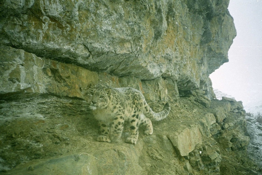 A snow leopard photo taken by a camera traps set up by researcher Rishi Kumar in the Himalayas of India.
