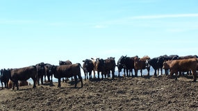 cattle feedlot