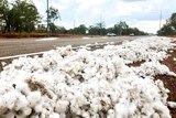 Cotton strewn on the side of a highway.