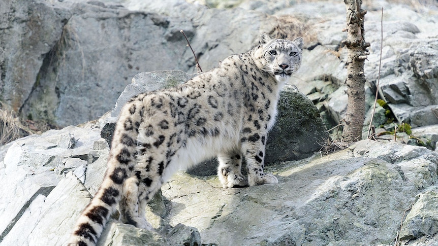 A snow leopard stands on a rock