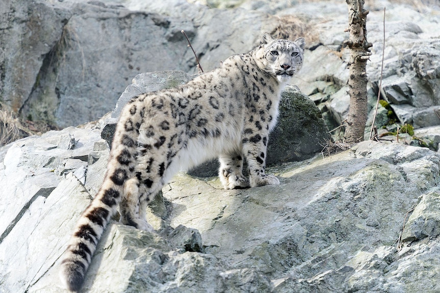 A snow leopard glares