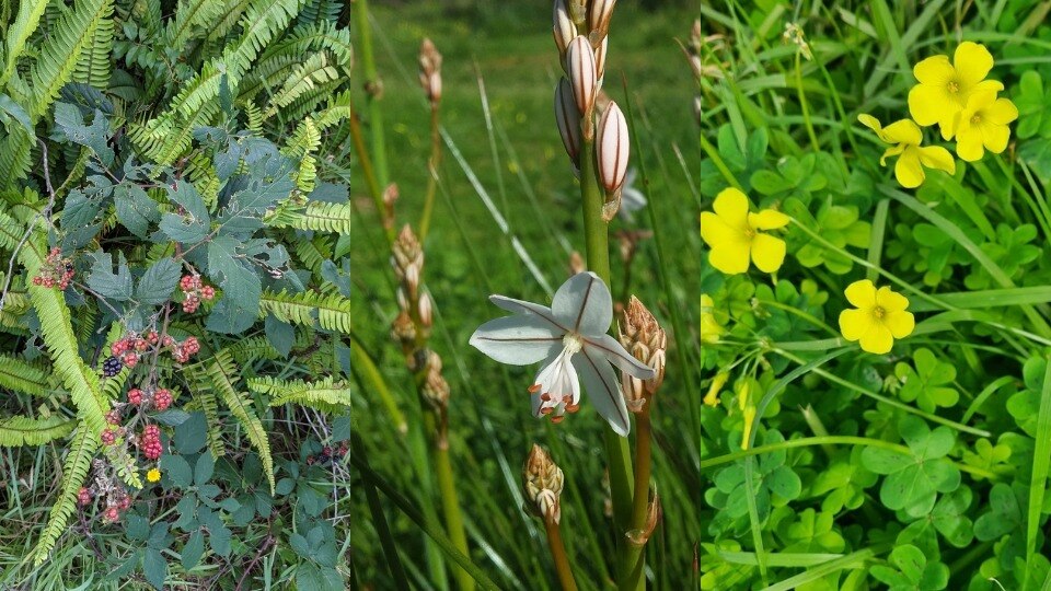 Composite image of blackberries growing out of other plants, a tall weed with white flowers, and little yellow flowers.