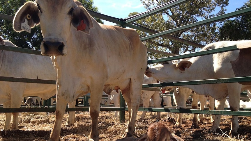 Brahman cow and calf