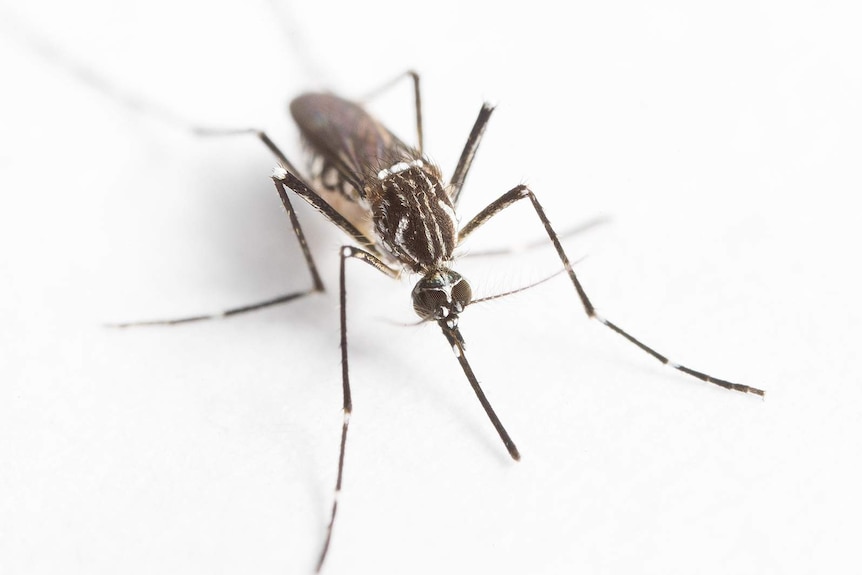 The female Aedes aegypti mosquito