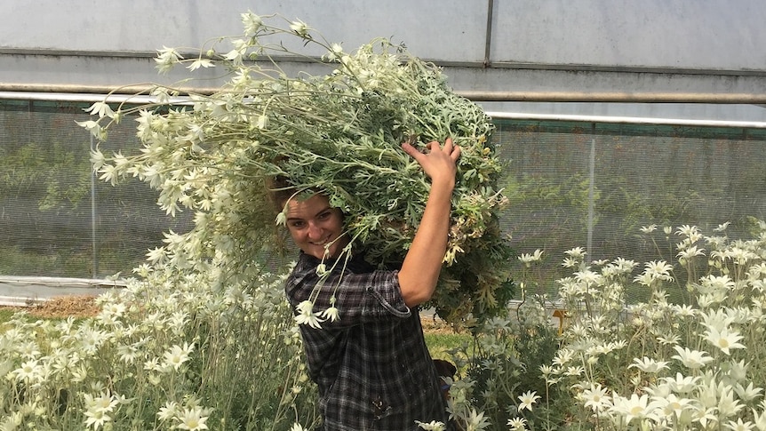Woman holding flannel flowers in a greenhouse.