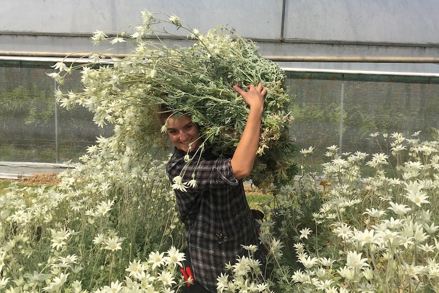 Woman holding flannel flowers in a greenhouse.