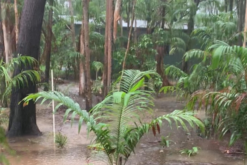 A flooded mini paperbark garden at Wagait Beach.