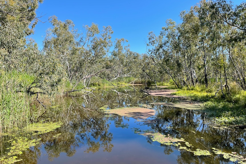 A lush green wetland with a body of water, reeds  and trees