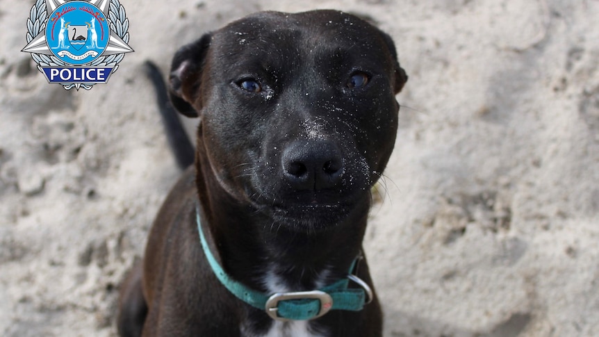 A chocolate brown dog with white front facing forward. 