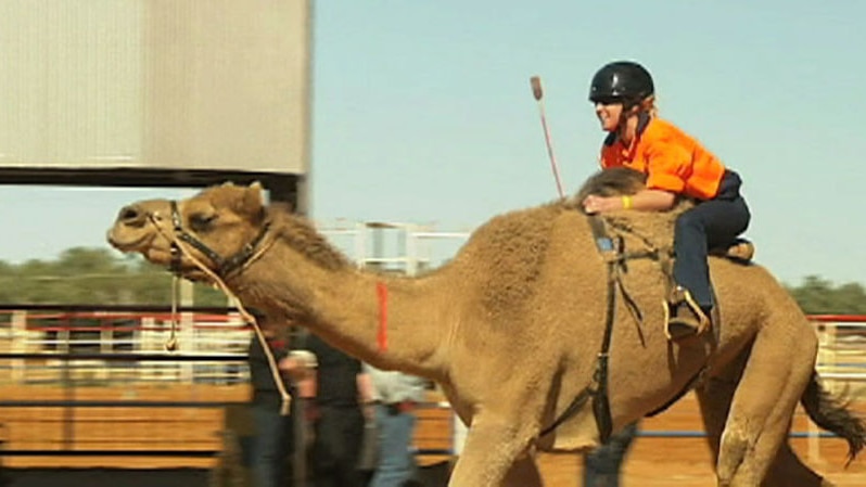 Queensland's cup day festivities will include camel racing. (File photo)