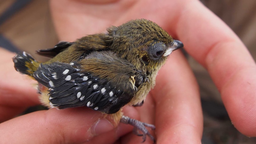 An endangered 40-spotted pardalote