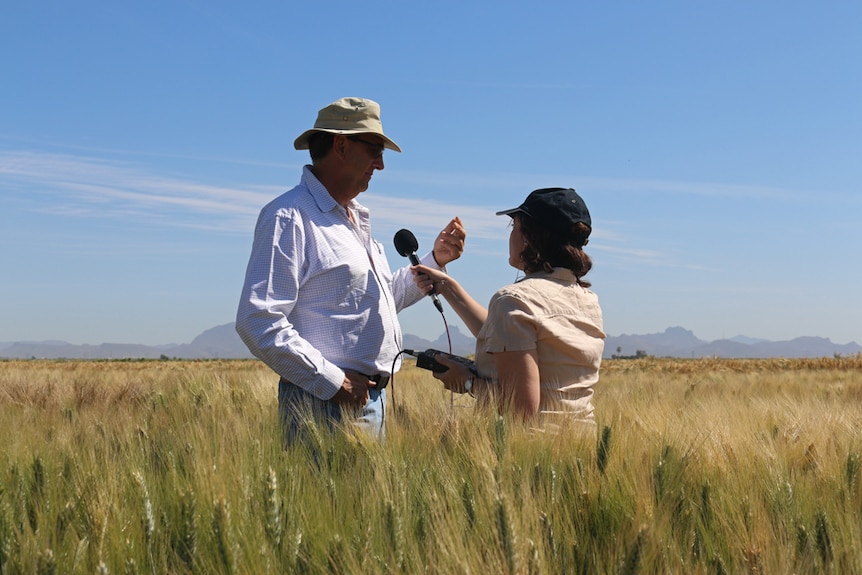 Australian wheat breeder Richard Trethowan