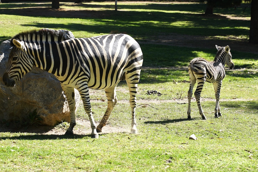 Two zebras near a rock