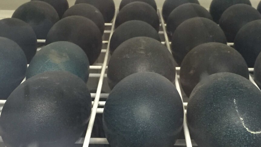Eggs at Pimpinio Emus farm