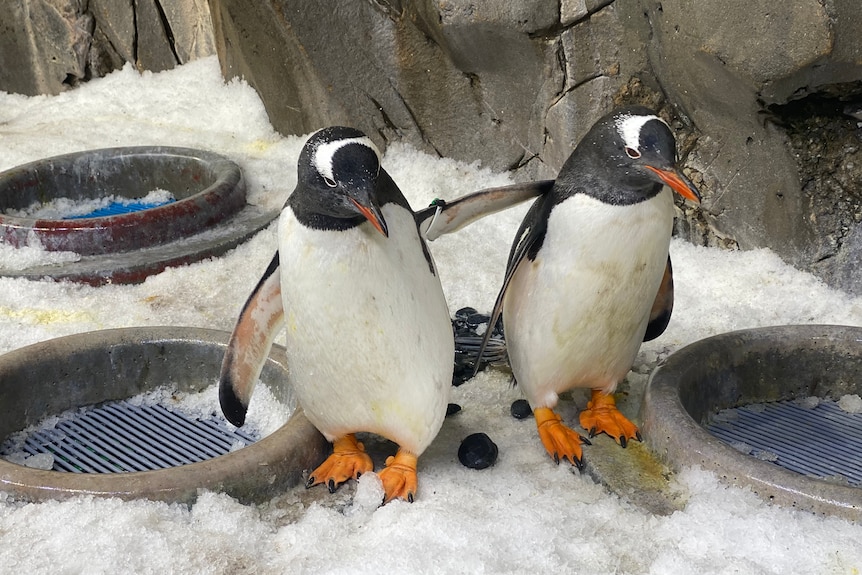 Two male penguins holding their flippers together.