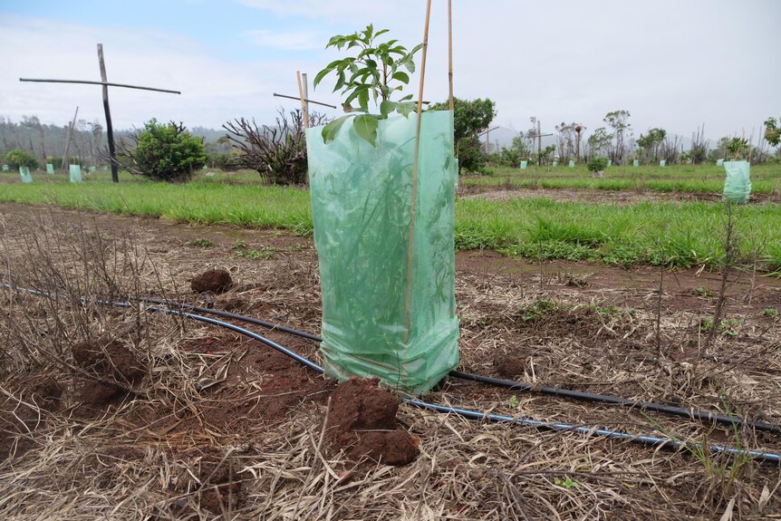 A newly planted baby lychee tree is surrounded by protective plastic covering