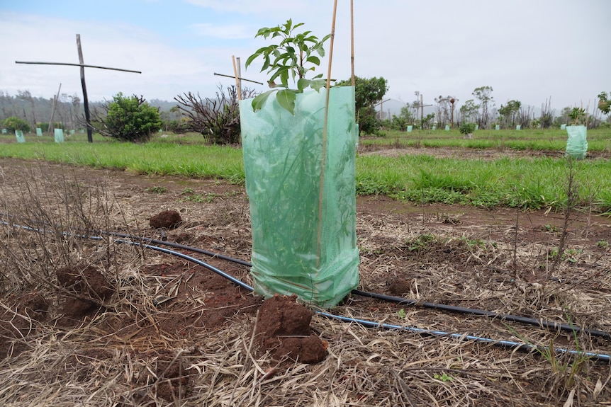 A newly planted baby lychee tree is surrounded by protective plastic covering