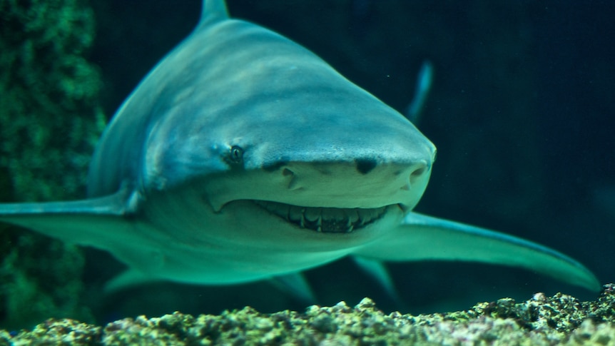 A frontal view of a bulky gray shark with small eyes, a broad snout, and long curved fins.