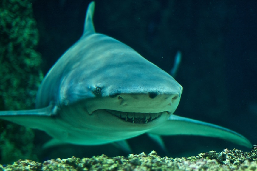 A frontal view of a bulky gray shark with small eyes, a broad snout, and long curved fins.