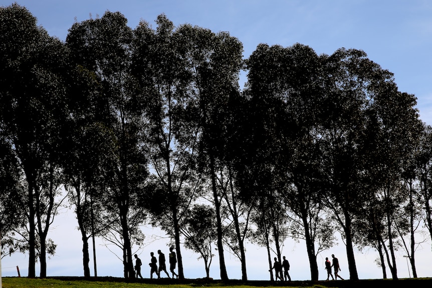 People walking beneath some tall trees 