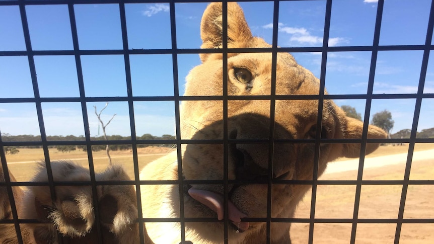 Close-up of a lion's face taken from inside a protective cage.